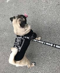 クロームハーツ 犬 リード ハーネス セット おしゃれ chrome hearts 人気 犬用リードとハーネス チワワ用品 小型犬用リード 大型犬用ハーネス 犬 中型犬 ペット