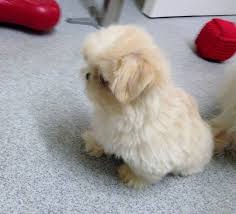 Imperial shih tzu puppies for sale uk. Rare White Cream Kc Imperial Shih Tzu Boy 2 Imperial Shih Tzu Shih Tzu Dogs And Puppies