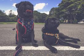 The Campaign To Keep Australia Pet Friendly The Pug Diary Pug Photos Pugs Pets