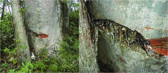 Image result for Hymenaea courbaril