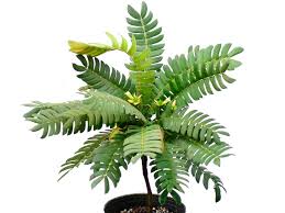 Image result for Biophytum