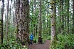 Indian creek campground and cabins are open. Trail Of Ten Falls Loop Hike Hiking In Portland Oregon And Washington