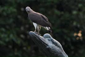 Grey Headed Fish Eagle A Resident At Singapore Botanic Garden Swan Lake Singapore Botanic Gardens Nature Photographs Bald Eagle