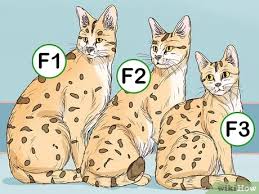 422 x 640 jpeg 125 кб. How To Identify A Savannah Cat 8 Steps With Pictures Wikihow