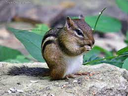 Chipmunks are small, omnivorous rodents with coloration and markings that vary by species. Chipmunks Eating Planting And Stockpiling Trekohio
