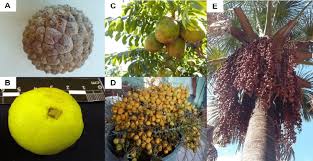 Sweet fruit pulp is used to make jellies or fermented to make wine. Studied Cerrado Fruits A Araticum Annona Crassiflora B Cagaita Download Scientific Diagram