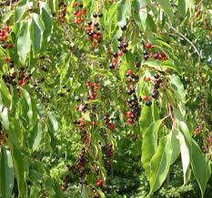 If police conduct an illegal search, are they civilly liable for their actions? Plant Details North Carolina Native Plant Society