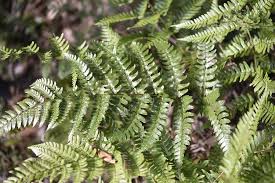 Image result for Dryopteris athamantica