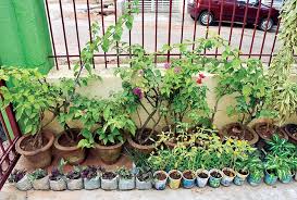 7 weekly habits every gardener needs | improve productivity and efficiency. Dasara Event Cancelled But Spirit Is High Home Gardens Bloom Amid Covid Star Of Mysore