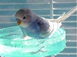 How To Take Care Of A Budgie In Summer How To Care For A Bird Urdu Hindi Parakeet Pet Birds Budgies