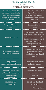 Difference Between Cranial And Spinal Nerves Comparison Summary Pharmacology Nursing Medical Studies Medical School Studying
