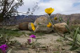 Any season summer autumn winter spring. No Wildflower Super Bloom In California S Anza Borrego Desert This Spring But A Late Season Burst Is Coming Travel Gmtoday Com