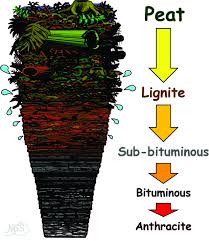 How Is Coal Formed University Of Kentucky Coal Kentucky University Of Kentucky