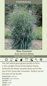Image result for Panicum chionachne