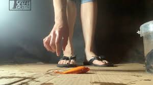 NHAJWU – Goddess M Fish Squash - EVERYGIRL CRUSH