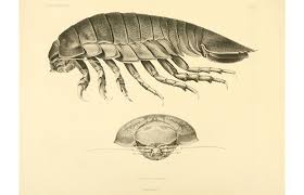 A Drawing Of A Giant Isopod Crustaceans Giant Isopod Scientific Illustration