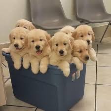 Asking price is $1,200 per puppy. Active Kci Certified Golden Retriever Puppies For Sale Pure Dogs For Sale In Arookutty Alappuzha Click In