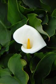 Image result for Araceae
