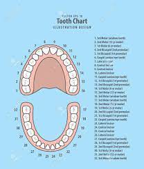Carta Del Diente Con Vector De Ilustracion Numero Infografia Sobre Fondo Azul Concepto Dental Ilustraciones Vectoriales Clip Art Vectorizado Libre De Derechos Image 95437423
