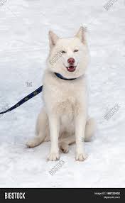 Does your dog have white patches of fur on their body and face? Husky White Blue Eyes Image Photo Free Trial Bigstock