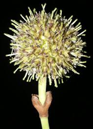 Image result for Breonadia