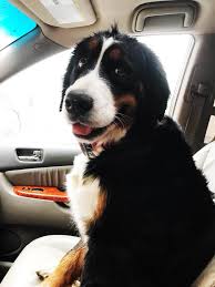 Check spelling or type a new query. Honey Creek Puppies Home