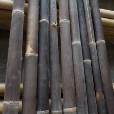 O bambu da sorte é uma planta resistente e que se dá bem em ambiente interiores, sendo das plantas de vaso mais populares do mundo. Canne Di Bambu Nere Ebano Acquista Online Su Vivaibambu Store