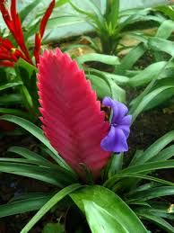 Image result for Bromeliaceae