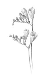 Afbeeldingsresultaat Voor Freesia Tattoo Bloem Tatoeage Tatoeage Ideeen Botanische Tekeningen