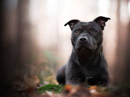 Brought to the united states, the breed was preferred by american breeders who increased its weight and gave it a more powerful head. Staffordshire Bull Terrier Full Profile History And Care