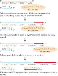 The image showing replication is similar to the dna and mrna coloring. 12 2 Dna Replication Microbiology Canadian Edition