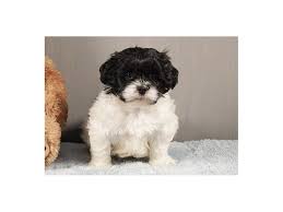 Akc registered cuddly, very loving, and smart. Shih Poo Puppies Petland Orlando East