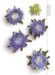 Flower Meanings