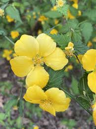 Image result for Kerria japonica