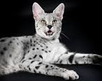 How to Identify a Savannah Cat: 8 Steps (with Pictures ...
