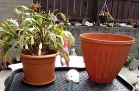 Christmas cactus blooms during the short days of the year, which means they bloom when darkness is about 14 hours long. 9gitacmm3bkgm
