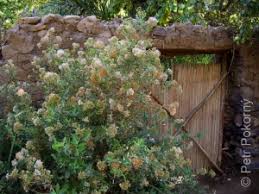 Image result for Pluchea dioscoridis