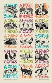 Collective Noun Tea Towel Pack Of 6 Perkins And Morley Ltd Collective Nouns Nouns Animal Collective
