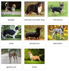 Image result for domestic dog