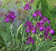 Clippings By Wireman54302 My Clippings Gardenweb Iris Flowers Iris Garden Purple Flowering Plants