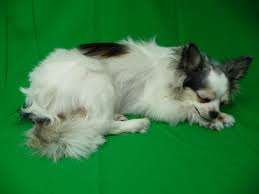 Show good care to your pets with nutritious and quality freeze dried pet from alibaba.com like never before. Second Life Freeze Dry Home Facebook