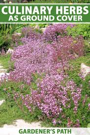 Dreamstime is the world`s largest stock photography community. How To Use Culinary Herbs As Ground Cover Gardener S Path