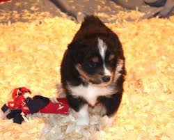 Our australian shepherd puppies are born and raised in our house. Mini Australian Shepherd Puppies For Sale In Reno Nevada Animals Nstuff