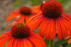 Image result for Emilia juncea