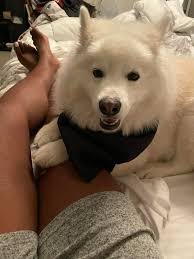 Groundhog cookies for kids tonight