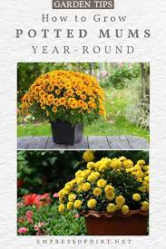 A fiberglass pool has the lowest costs, and if you have a fiberglass saltwater pool, the cost is even lower. Planting Potted Fall Mums Outdoors As Year Round Perennials