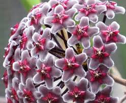 3 tips for growing hoya fitchii. Hoya Fusca Porcelainflower Wax Plant Seeds