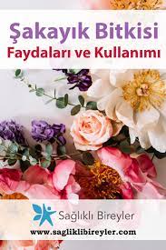 sakayik bitkisi nedir faydalari ve kullanimi sakayiklar sifali otlar bi tki