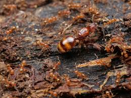 日本産アリ類観察録 - FC2