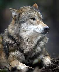 Grey Wolf Wolf Happy Humpday Everyone Hope You Had A Good Day That Far And Maybe This Could Brighten Up Your Evening And Wolf Dog Wolf Pictures Wolf World